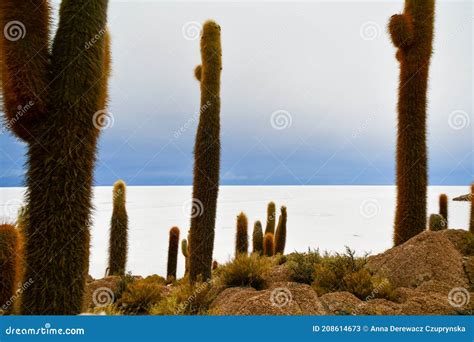 Cactus Island in Salar De Uyuni, Bolivia, Salt Desert Stock Image ...