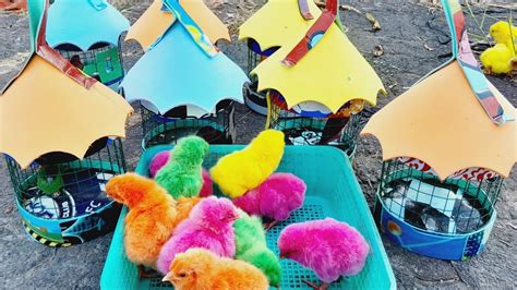 Menangkap Ayam Lucu Ayam Warna Warni Ayam Rainbow Anak Itik Telur