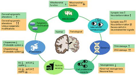 Similar And Different Molecular And Cellular Changes In Aging Brains