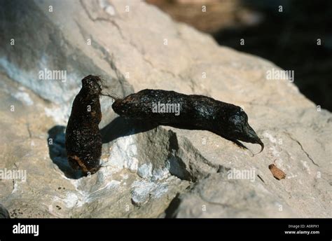 Crottes De Renard Banque De Photographies Et Dimages Haute