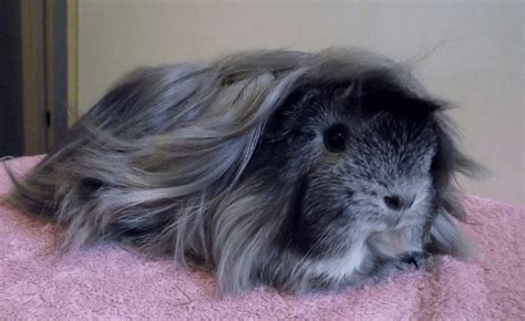 Characteristics Peruvian Guinea Pig Care Guide and Daily Grooming - Cabrito