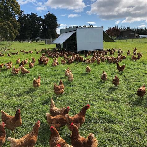 Pastured Eggs - Green Star Farm