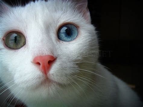 Odd Eyed Cats | Animals