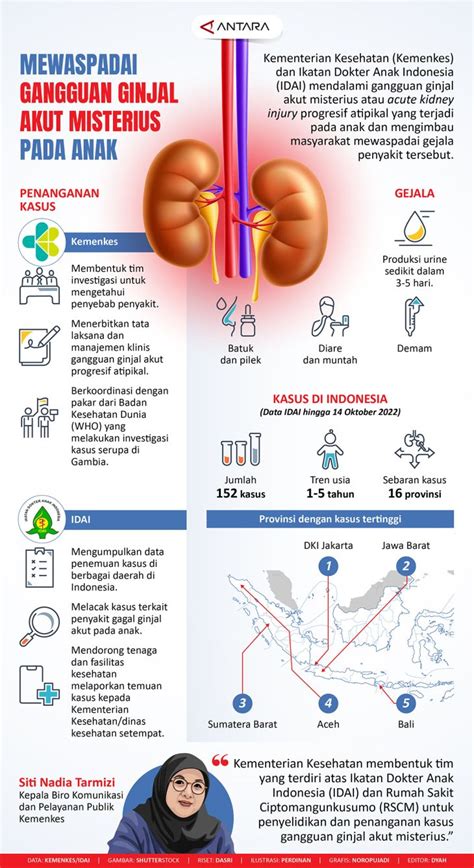 Mewaspadai Gangguan Ginjal Akut Misterius Pada Anak Infografik ANTARA