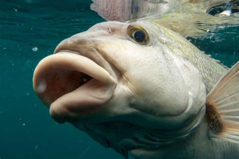 15 Popular Fish With Big Lips