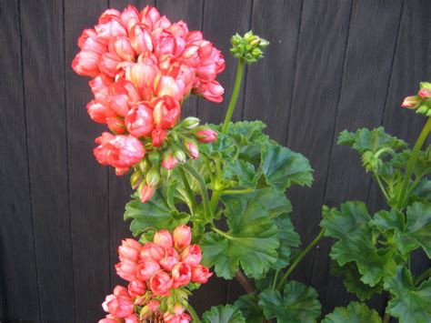 Red Pandora rotad stickling (353687476) ᐈ Köp på Tradera | Pelargoner ...