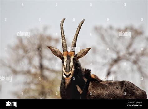 Black sable antelope hi-res stock photography and images - Alamy