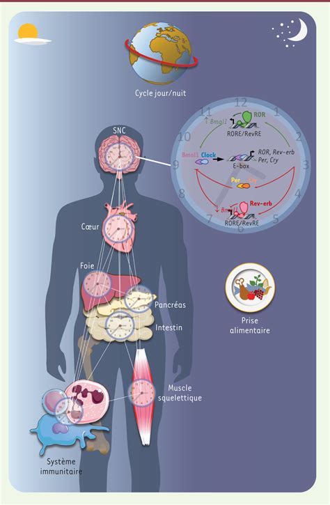Récepteurs nucléaires et rythmes circadiens Implications dans les