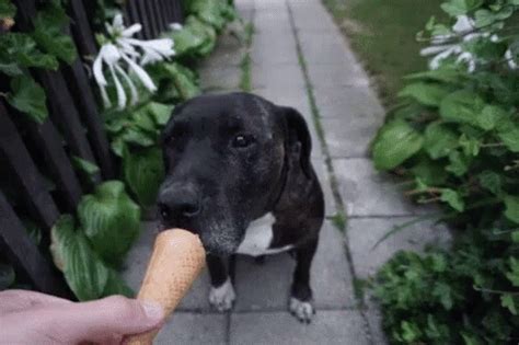 Dog Ice Cream GIF - Dog IceCream Eat - Discover & Share GIFs