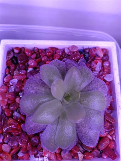 Pinguicula Colimensis X Cyclosecta Furniture Home Living Gardening