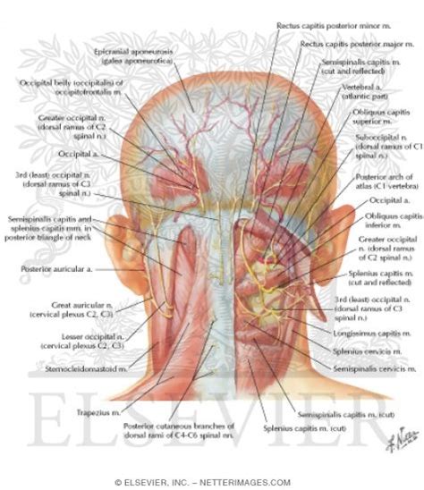 neck muscles anterior view - ModernHeal.com