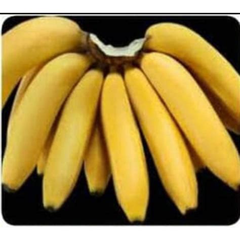 Jual Bibit Buah Pisang Ambon Mini Unggul Shopee Indonesia