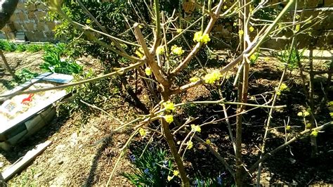 Кизил! Выращивание кизила! - YouTube