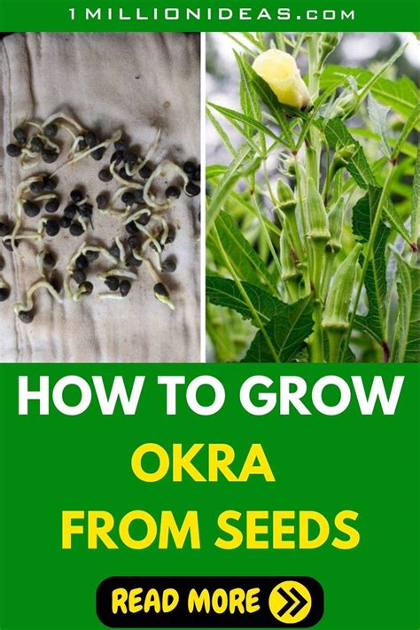 Growing Okra From Seeds A Step By Step Guide For Beginners My Gardener