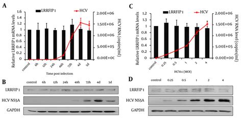 Effect Of Hcv Infection On Expression Of Lrrfip1 In Huh7 Cells Download Scientific Diagram