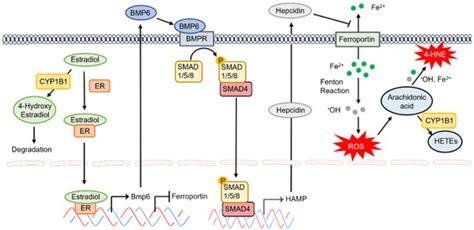 Cells Free Full Text Cytochrome P450 1b1 A Key Regulator Of Ocular Iron Homeostasis And