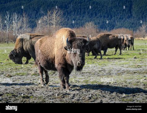 Wood Bison. Alaska Wildlife Conservation Center Stock Photo - Alamy