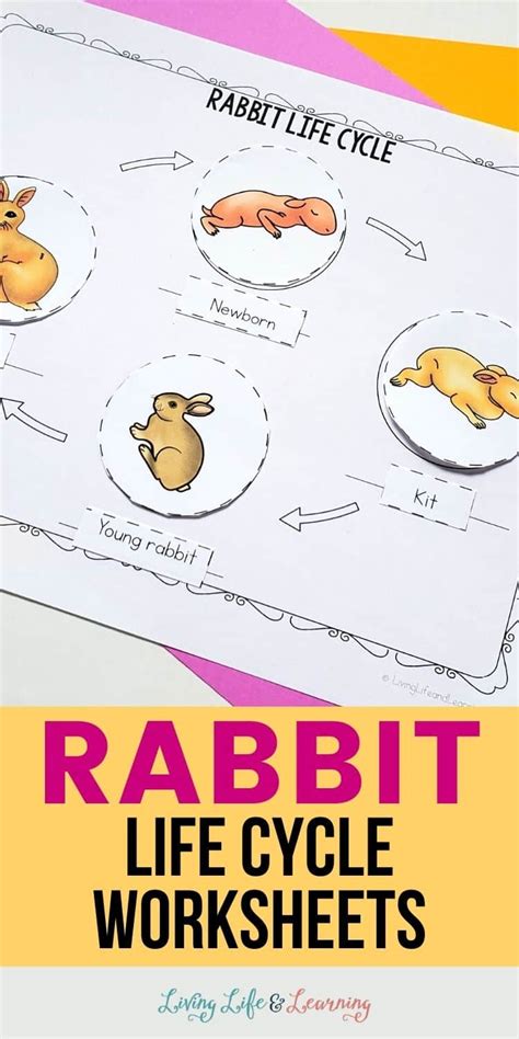 Rabbit Life Cycle Worksheets Living Life And Learning