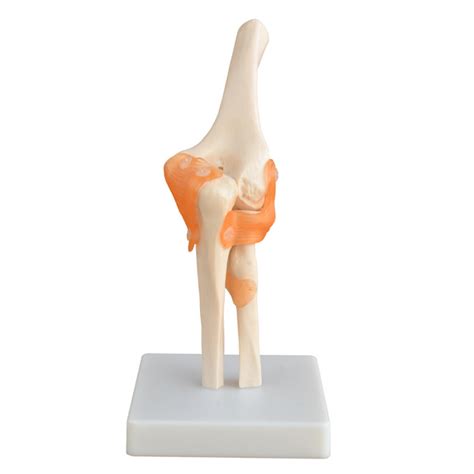 Anatomy Model Human Body Anatomical Model Of Elbow Joint China Elbow