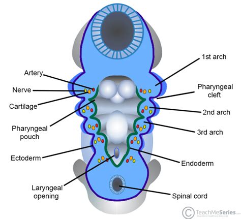 The Pharyngeal Arches Clefts Pouches Embryology Teachmeanatomy