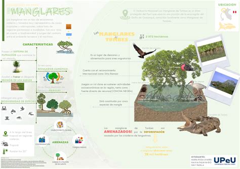 Infograf A Manglares De Tumbes Los Manglares Son Un Tipo De