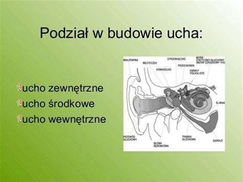 Ucho