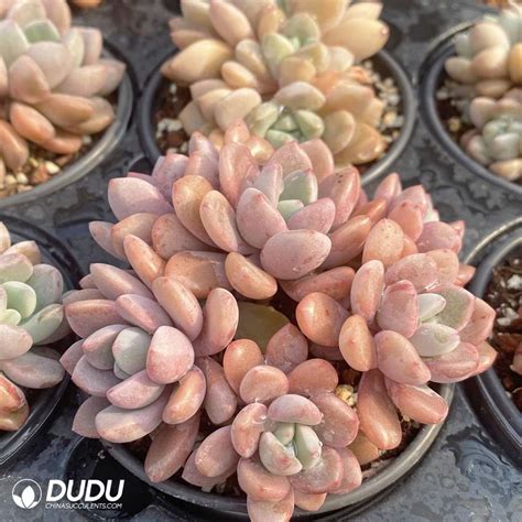 Pachyphytum Egret Clustering China Wholesale Succulent Plants Factory