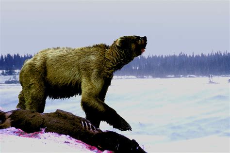 Giant Short-Faced Bear - DAVE TAYLOR'S WILDLIFE