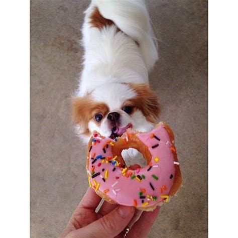 Donut Day Mines Donut Dogsofinstagram Japanesechin