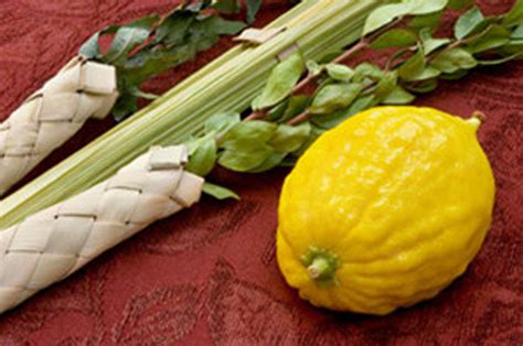 Etrog and Lulav – Sukkah and Schach Center