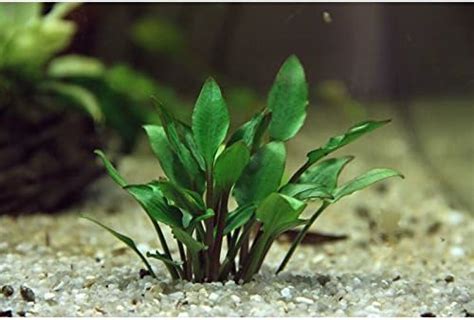 Cryptocoryne The Complete Planting Propagation And Care Guide