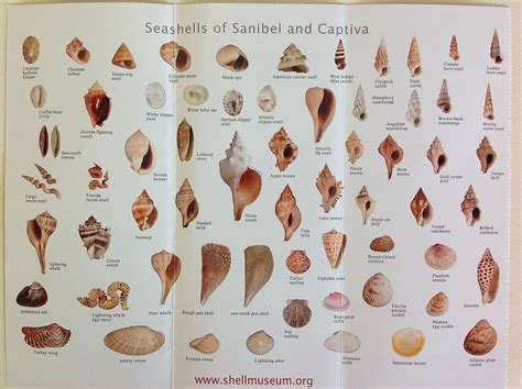 Sanibel Island Lighthouse Beach And The Seashell Museum