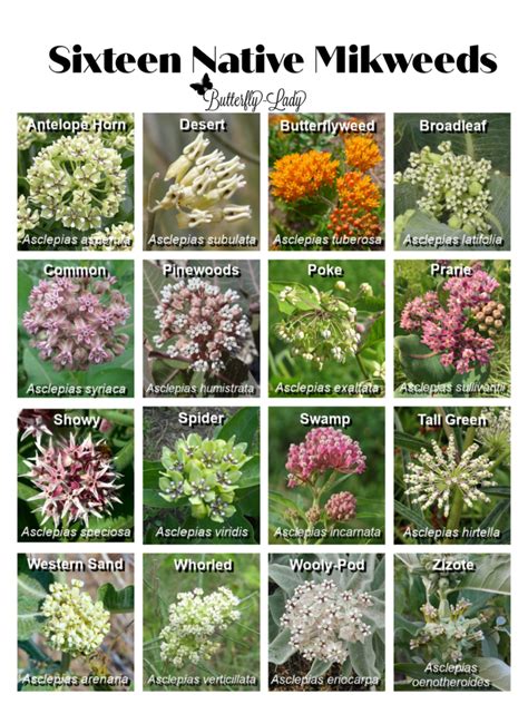 Planting Milkweed In The Fall Butterfly Lady