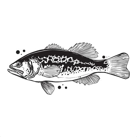 Bass Fishing Drawings