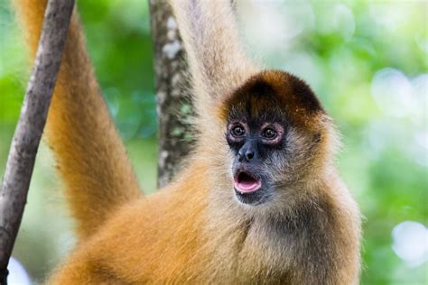 Types Of Monkeys The 10 Common Species Of Monkey Breeds You Should