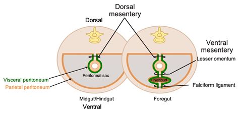 Development of Organs and Mesenteries of the Digestive System – Food ...