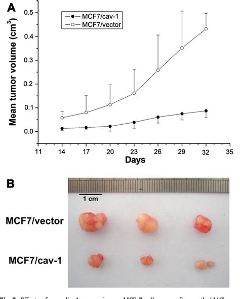 Figure From Growth Suppression Of MCF Cancer Cell Derived Xenografts In Nude Mice By