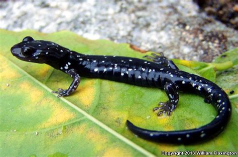 Speckled Black Salamander Aneides Flavipunctatus Flavipunctatus