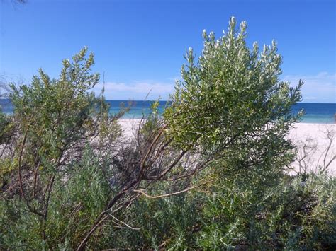 Olearia Axillaris Geographe Plants