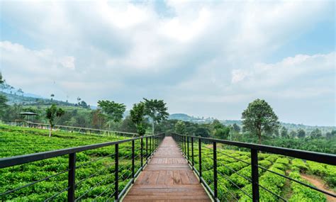 Serunya Liburan Ke Goalpara Tea Park Sukabumi Jawa Barat