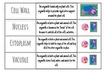 Living Things Vocabulary Matching Sort Va Sol Ls By Nautical Knowledge