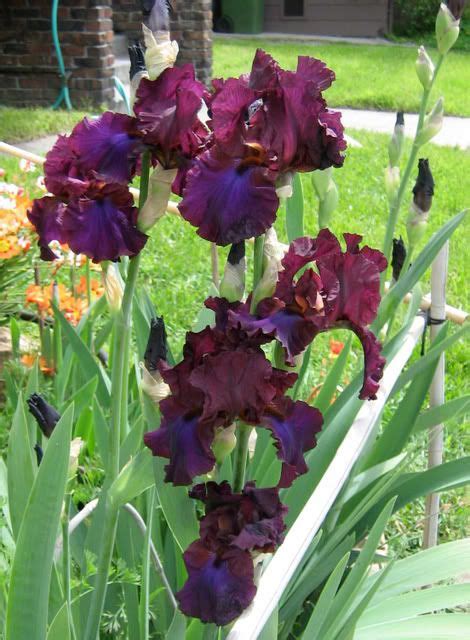 Tall Bearded Iris Grape Expectations Showstopping Deep Blues And