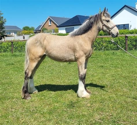 Horse For Sale Dun Clydesdale X Filly