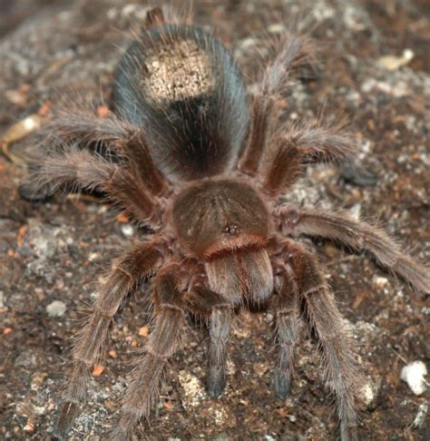 Chilean rose tarantula - Facts, Diet, Habitat & Pictures on Animalia.bio