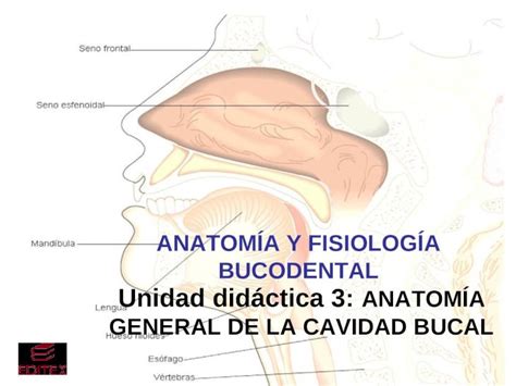 PPT UD 3 Unidad didáctica 3 ANATOMÍA GENERAL DE LA CAVIDAD BUCAL