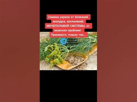 семена укропа от болезней желудка мочеполовой системы от мужских ...