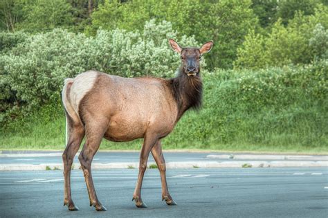 Urban Wildlife 0716 Photograph By Kristina Rinell Fine Art America