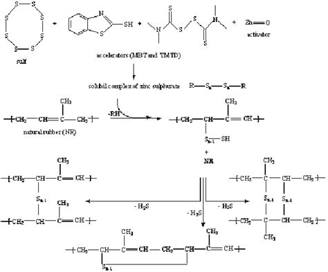 Reaction Scheme Mechanism Of Crosslinking Natural Rubber With Sulphur