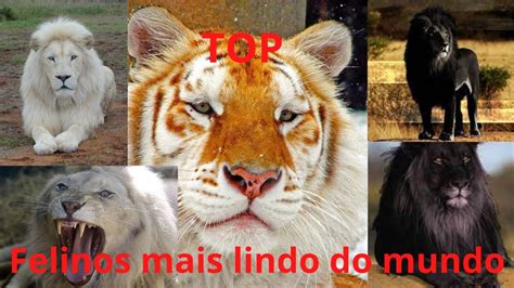 Felinos Mais Raros Do Mundo Youtube