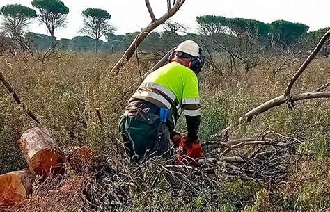 La Junta destina 1 21 millones a tratamientos selvícolas de mejora en